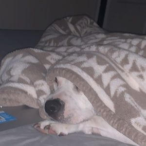 Meet your Posher, Lillye